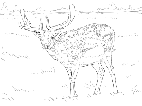 Fallow Deer Coloring Page